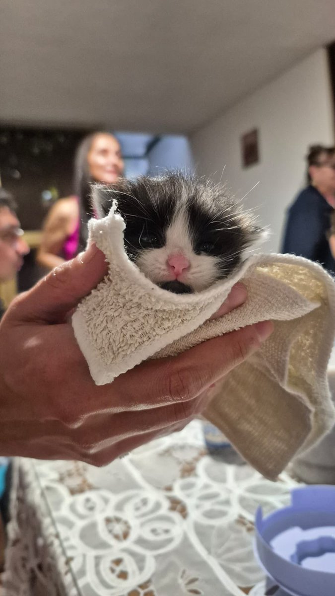 yoshimi_robot's tweet photo. 🐱 Félix Solovino está en adopción. Tiene solo una semana de vida pero su mamá lo abandonó en el patio. Adopción responsable en CDMX mándeme DM. 

🔄RT para que encuentre una casita llena de amor.  🧡 https://t.co/LdexnKUKGL