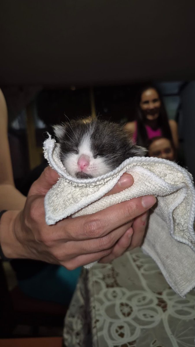 yoshimi_robot's tweet photo. 🐱 Félix Solovino está en adopción. Tiene solo una semana de vida pero su mamá lo abandonó en el patio. Adopción responsable en CDMX mándeme DM. 

🔄RT para que encuentre una casita llena de amor.  🧡 https://t.co/LdexnKUKGL