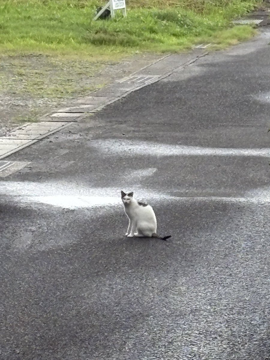 ztanuki's tweet photo. 猫。寄れず・・・ https://t.co/qrEm1TEx9v