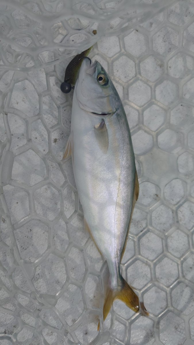 takahiroy3's tweet photo. ワインドの一番いいところ!
魚種限定がない!
…いやタコはネタですけど…w
#レジットデザイン
#SKUAD
#イージーラボ
#スライダーター https://t.co/TtEDPb4jsK