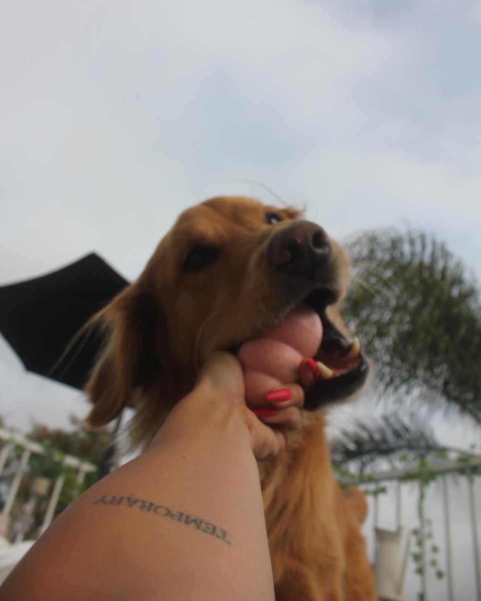 lyssawestt's tweet photo. All This Is Temporary💛🩶

#goldenretriever #dogsoftwitter #momma https://t.co/xyZh8luWvg