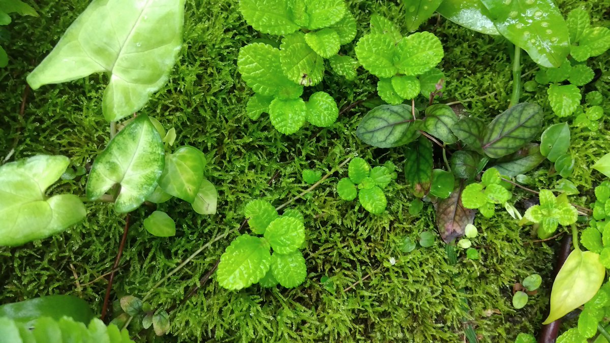 en2019's tweet photo. #夢の島熱帯植物館 https://t.co/jRVkdbbkD7