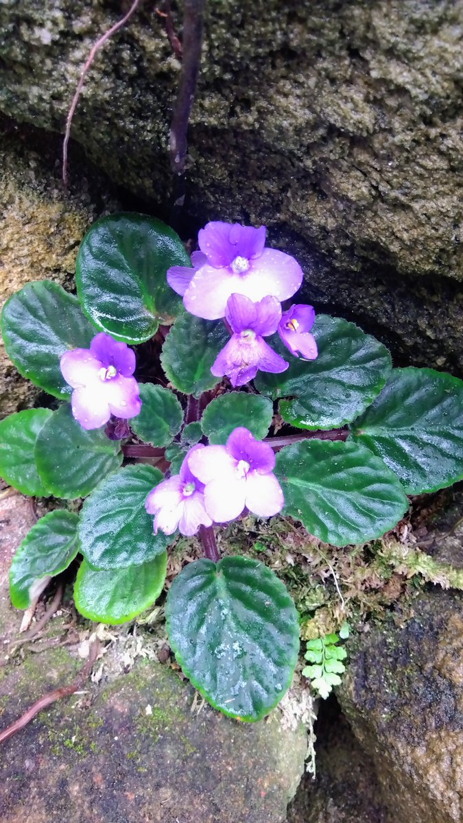 en2019's tweet photo. #夢の島熱帯植物館 https://t.co/jRVkdbbkD7