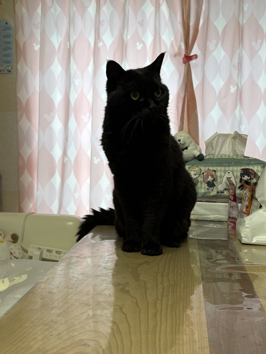 soineko_cat's tweet photo. 🐾ハナちゃん シッティング2日目🐾

なでなでしていると、喉をゴロゴロ鳴らしてくれたハナちゃん😊💕

シッティング後には飼い主様から「ここまで他の人に甘える姿は初めて」と嬉しいお言葉もいただきました。

また、ハナちゃんに会える日を楽しみにしています🐾 https://t.co/Ewrc7tAByE