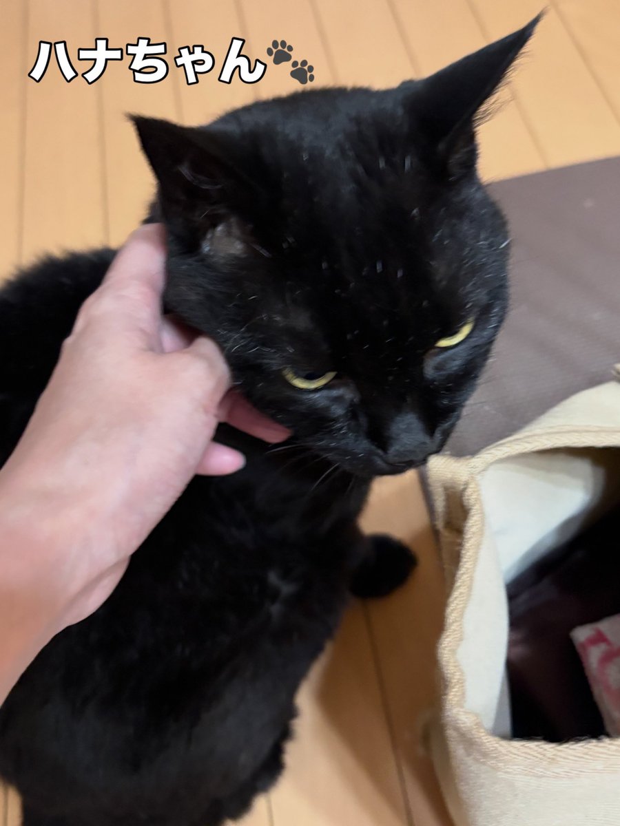 soineko_cat's tweet photo. 🐾ハナちゃん シッティング2日目🐾

なでなでしていると、喉をゴロゴロ鳴らしてくれたハナちゃん😊💕

シッティング後には飼い主様から「ここまで他の人に甘える姿は初めて」と嬉しいお言葉もいただきました。

また、ハナちゃんに会える日を楽しみにしています🐾 https://t.co/Ewrc7tAByE