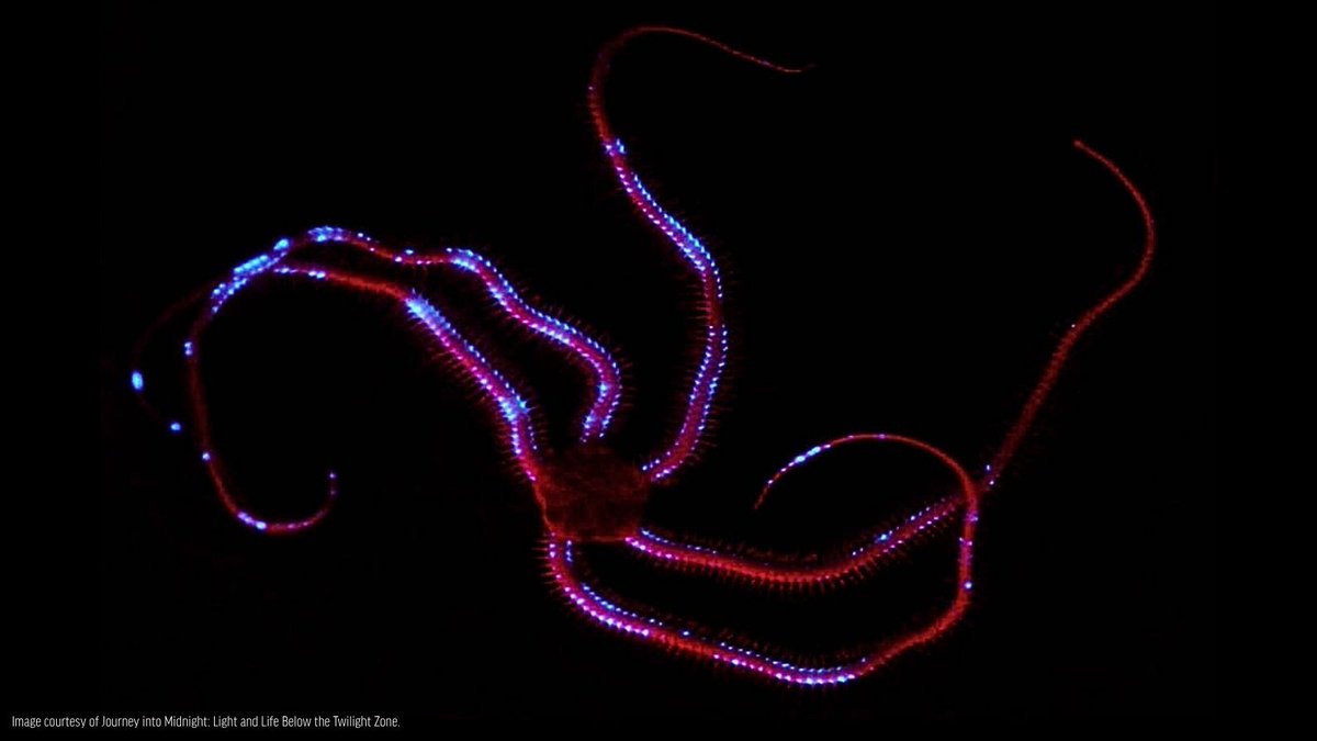 oceana's tweet photo. Bioluminescent marine life looks otherworldly. 💙 ✨

A chemical reaction in their body produces a glowing effect, making these animals appear to glow in the dark! 

This ability to mimic the ambient light of the ocean helps them hide in open water from predators lurking below. https://t.co/Hy64RLlY0L