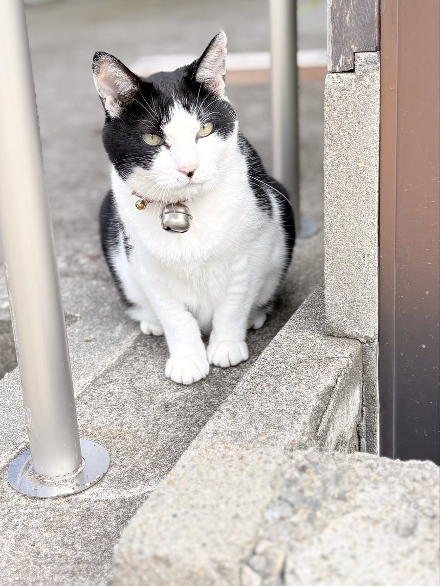 zxrs_2014's tweet photo. 暑すぎる
もう夏やん
🐈ちゃんも暑いやろね🥵 https://t.co/BmbmVa6eVa