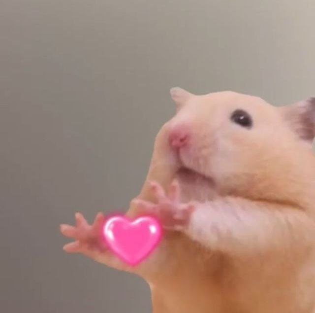 TweetsOfHamster's tweet photo. https://t.co/aOARqRGytb