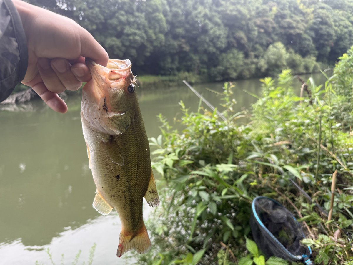 uncle0054's tweet photo. 超久々の鬼怒川ラージ🐟

足元でボイルしたから、
一応落としたら、落ちパクでした〜 https://t.co/pXbyDIJJHo