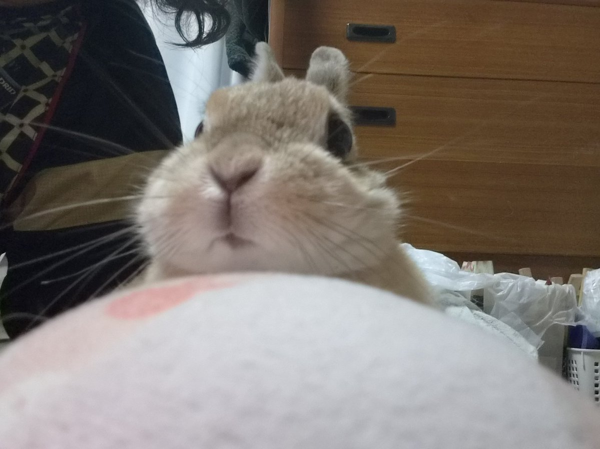 qkgpso4tQw85289's tweet photo. 今夜日テレ深夜NNNドキュメントで学校でうさぎを飼う話をやります。

うさぎは学校の備品か？と

ふざけるな

学校でうさぎを飼うな！　子供は残酷だし瞬間的な偽物の愛情しか持たない
夏休みや年末年始の過酷な環境に狭い小屋で放置されてるうさぎを良く見かける

学校でうさぎを飼ってはいけない法律を作れ！

ろくな教師もいないんだから管理なんかできるわけない💢😠💢
うさぎを観賞用のオモチャにするな！