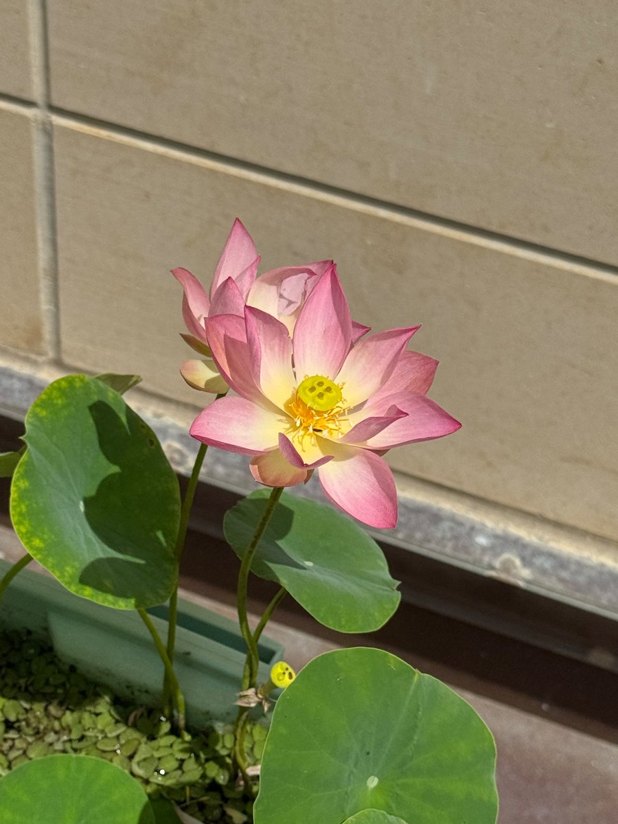 polycereal's tweet photo. (Micro) lotus season is here. 

#PolyTub https://t.co/PFlNcEoWfa