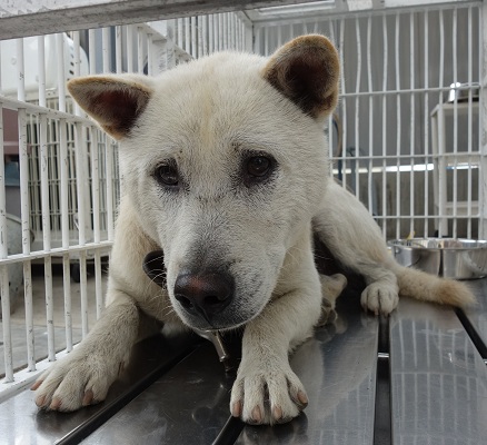 aa7558aa's tweet photo. ※香川県以外も含みます
ご近所やお散歩等で
この犬・飼い主をご存知の方がいましたら
保健所へ【情報提供】お願いします

#香川県🔴西讃保健所で保護している【迷い犬】🔴情報  

保護場所　観音寺市大野原町大野原  
雑種　クリーム色　オス　５～１０歳位　赤茶色皮首輪 https://t.co/dA6CrBHz8x