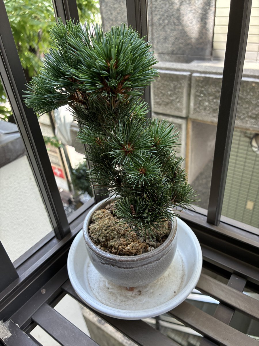 五葉松