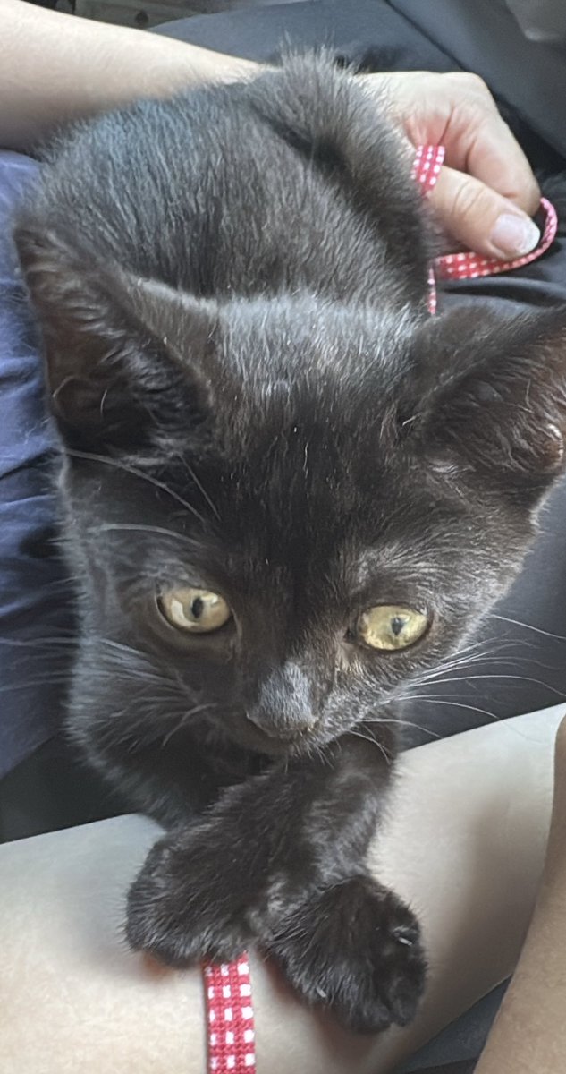 𝐉𝐢𝐉𝐢🐈⬛🐱 tweet media