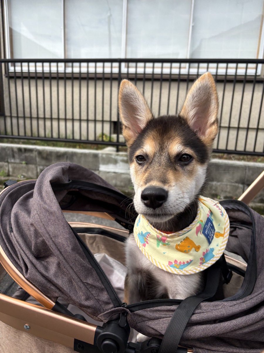 貴婦人と乳母車に乗った子犬 ベビーカーに乗せられて迷惑そうな犬