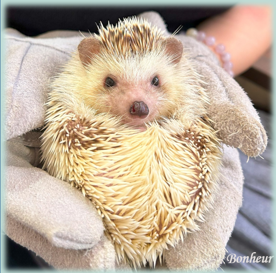 no.182 黄連翹とハリネズミ おはようございます！ この写真は、私が人生で初めてハリネズミさんと