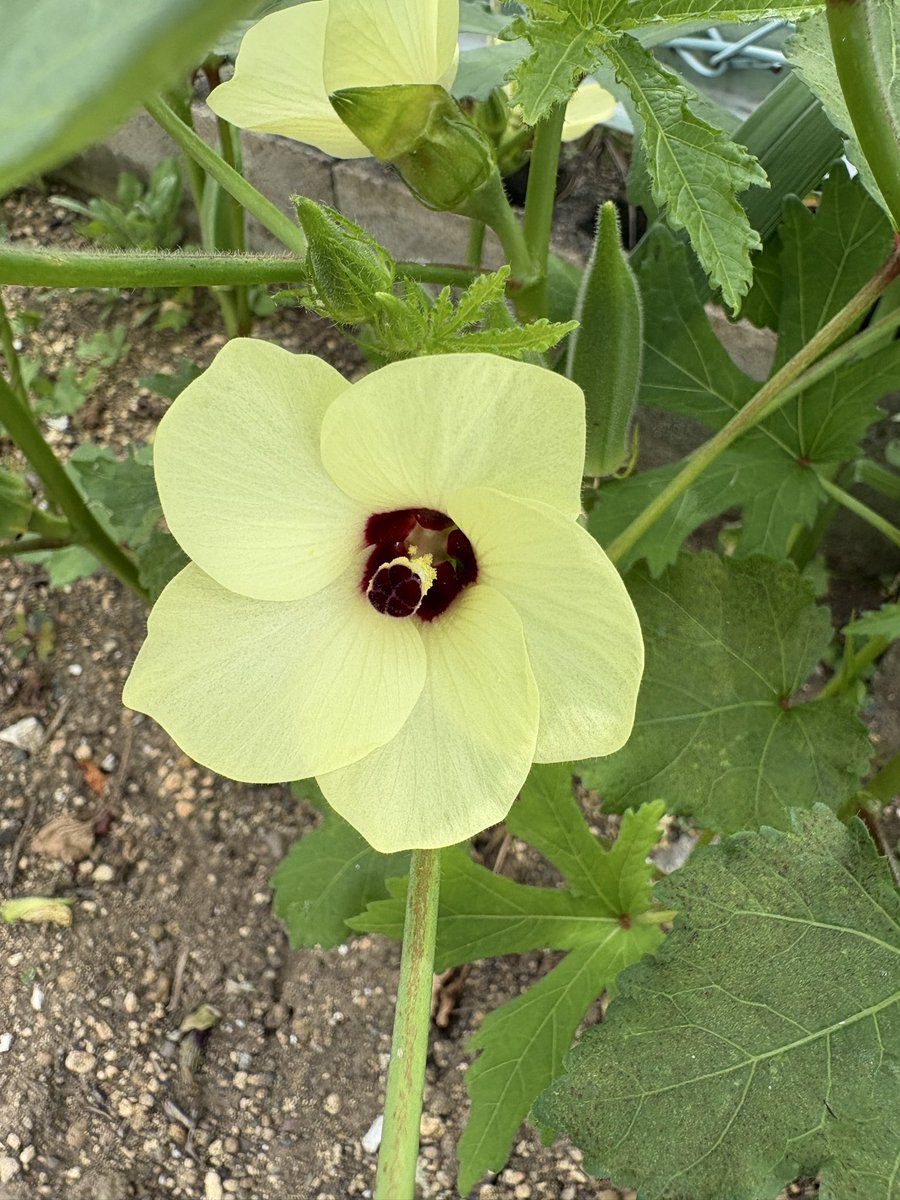 cojicojic's tweet photo. この時間はオクラの花が咲いている。お昼すぎると閉じる…
そういう花、結構あるよなー https://t.co/6FZg4NND7o