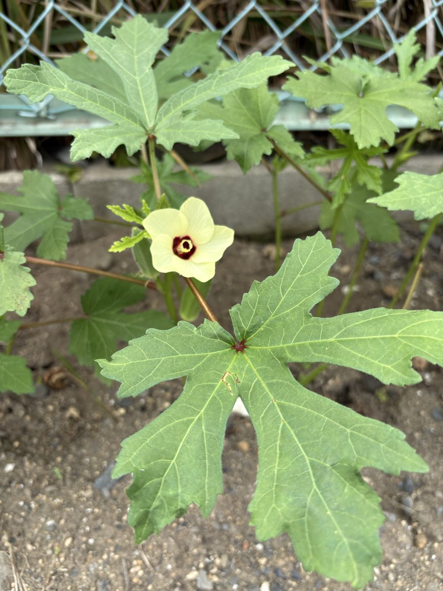 cojicojic's tweet photo. この時間はオクラの花が咲いている。お昼すぎると閉じる…
そういう花、結構あるよなー https://t.co/6FZg4NND7o