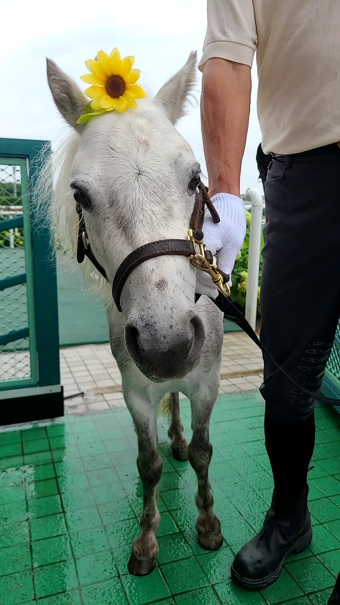 raitirel's tweet photo. 福島競馬場来ました。誘導馬はトーラスジェミニとクレッシェンドラヴでした。あとポニー撫でてきました。 https://t.co/L86dgONk98