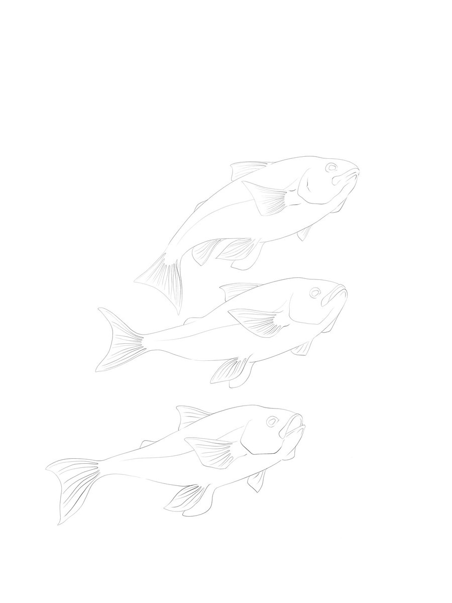【真作】掛軸　三尾の小魚図　洒脱な筆遣い　淡彩魚図　素朴な味わい　T110 魚描いてました🐟🐟🐟