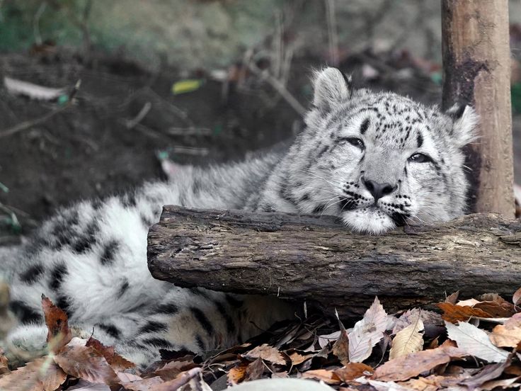 NatureAnimalw's tweet photo. https://t.co/xR1GtWjfxc