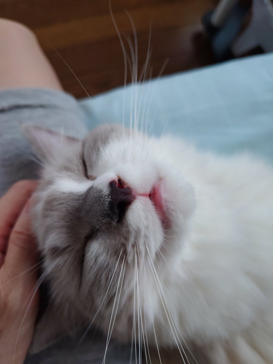 tamako0930's tweet photo. うちのコ達そろってお口が緩いタイプだった😂
初めて見るけど猫種関係あるのかな？
にしてもヒスイは顔恐いわ！

#猫　#ラガマフィン　#ラグドール https://t.co/pTH3a6UdaF