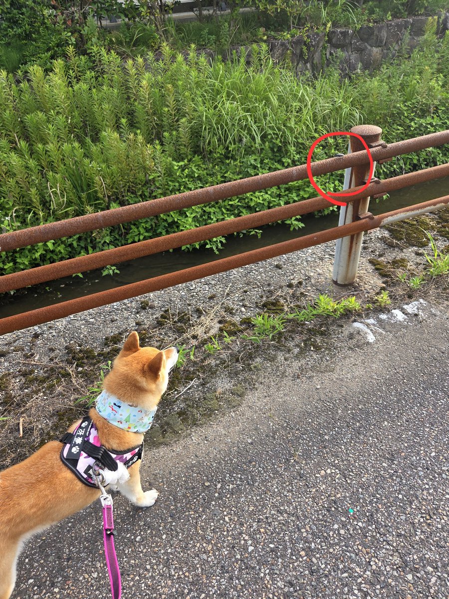 daiya_0807's tweet photo. 前の虫見てた冴夢の写真の無視小さすぎて見えにくかった🤣
️⭕️の中にカミキリムシかな？います！
ブンッて私の横飛んできたので、私がいちばんビックリしてた🤣
大輝は全く興味かったらしくて、虫の話してる👵🏼と引っ張って素通りして行ってしまい写真がない😭 https://t.co/2vStkkgIwr