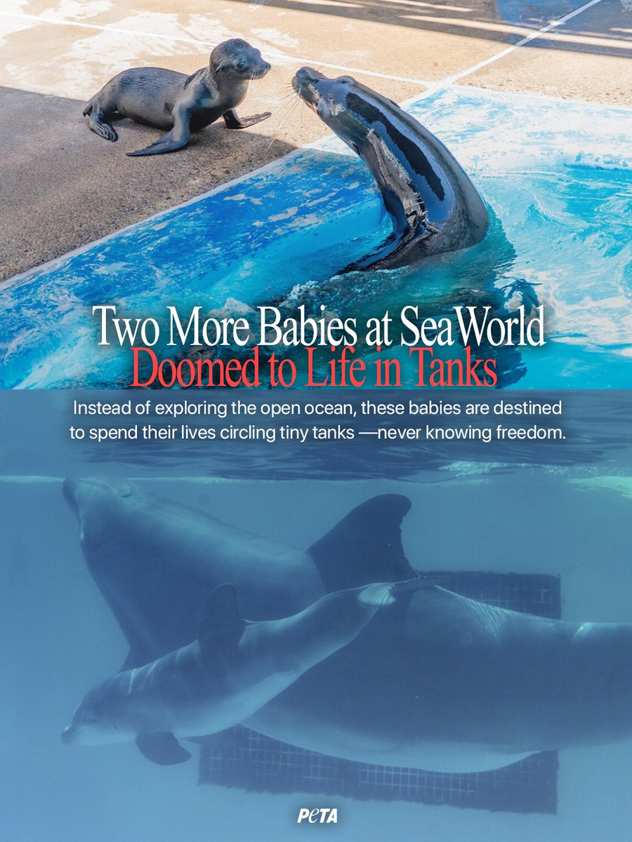 PETA tweet media