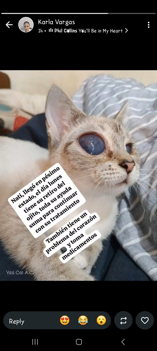 MeowWorkshop's tweet photo. Amigos, Nati entra a cirugía el día lunes, el riesgo es alto, pero no retirar el ojo es aún más peligroso. Tenemos cosas a la venta y una nueva rifa. https://t.co/ua4ZEFHH65