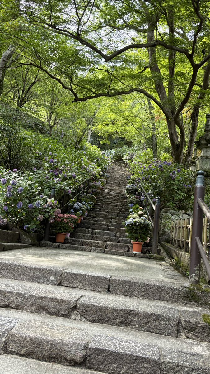 1977nozonozo's tweet photo. #長谷寺
#紫陽花終わりかけ
今年は長いこと持ったとのこと
紫陽花もうないかな？と思いながら行ったら
残ってたー😆 https://t.co/1k0rQW5fnj