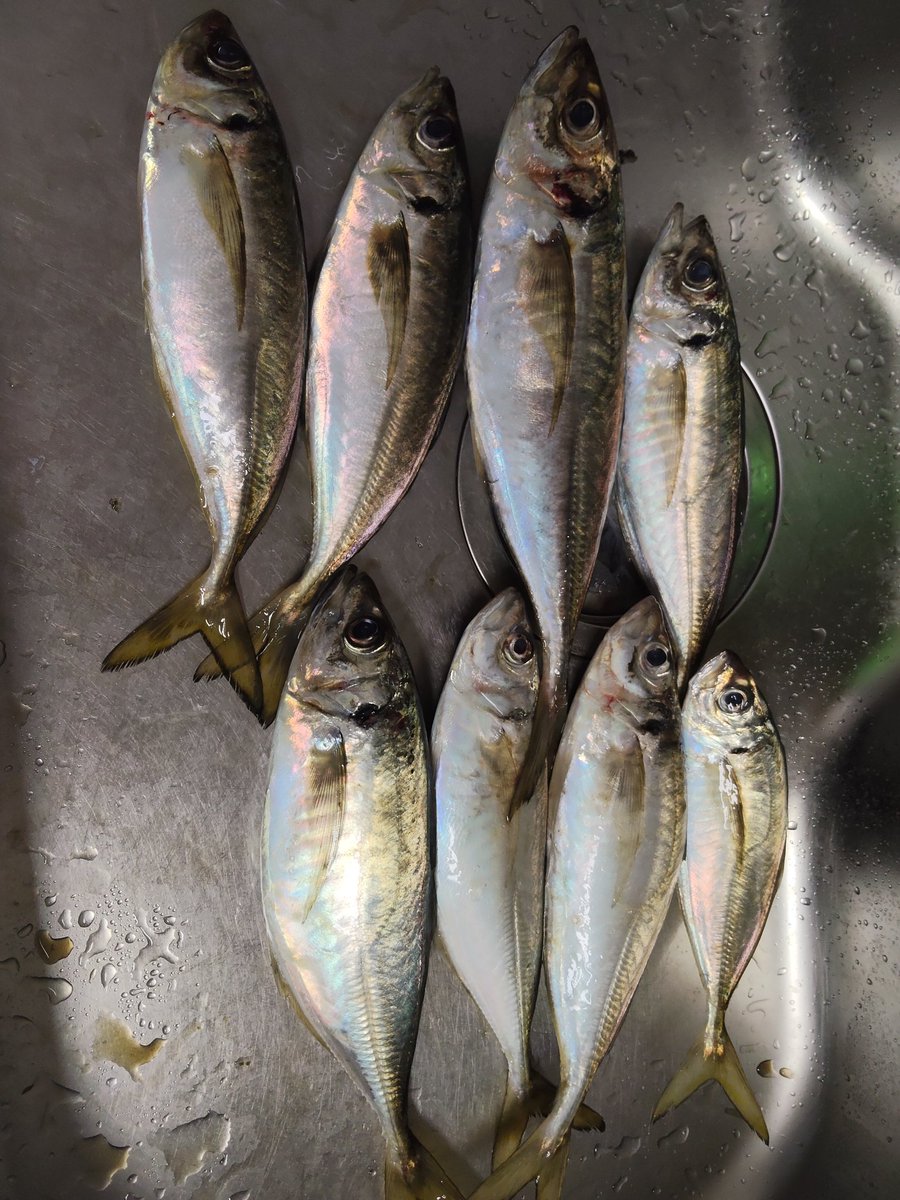 ktsuzuki7's tweet photo. お久しぶりの釣行は、白墨丸でのバチコンです🐟️今回は、紅丸号での出船でした。心配してた台風のウネリは、友ヶ島より南はヒドそうでしたが、大阪湾内は穏やかで、プレジャーボートも少なくて快適でしたが、釣果も貧果…😅
35センチまで8匹…😅
うぅ…
#バチコン
#白墨丸 https://t.co/gD83fxQyxV