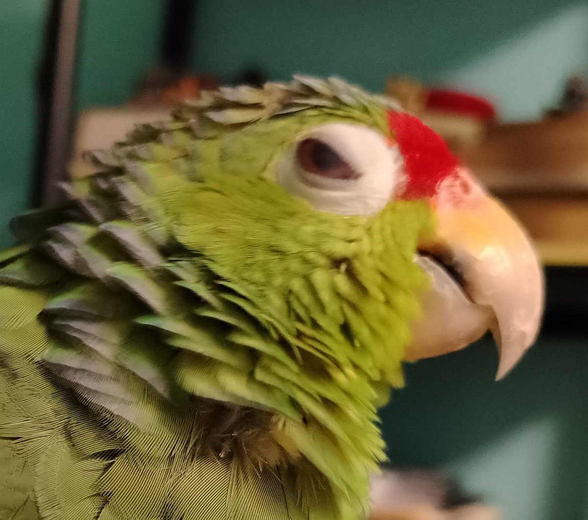 R o s 🐟🐺🍎 🐦⬛ tweet media