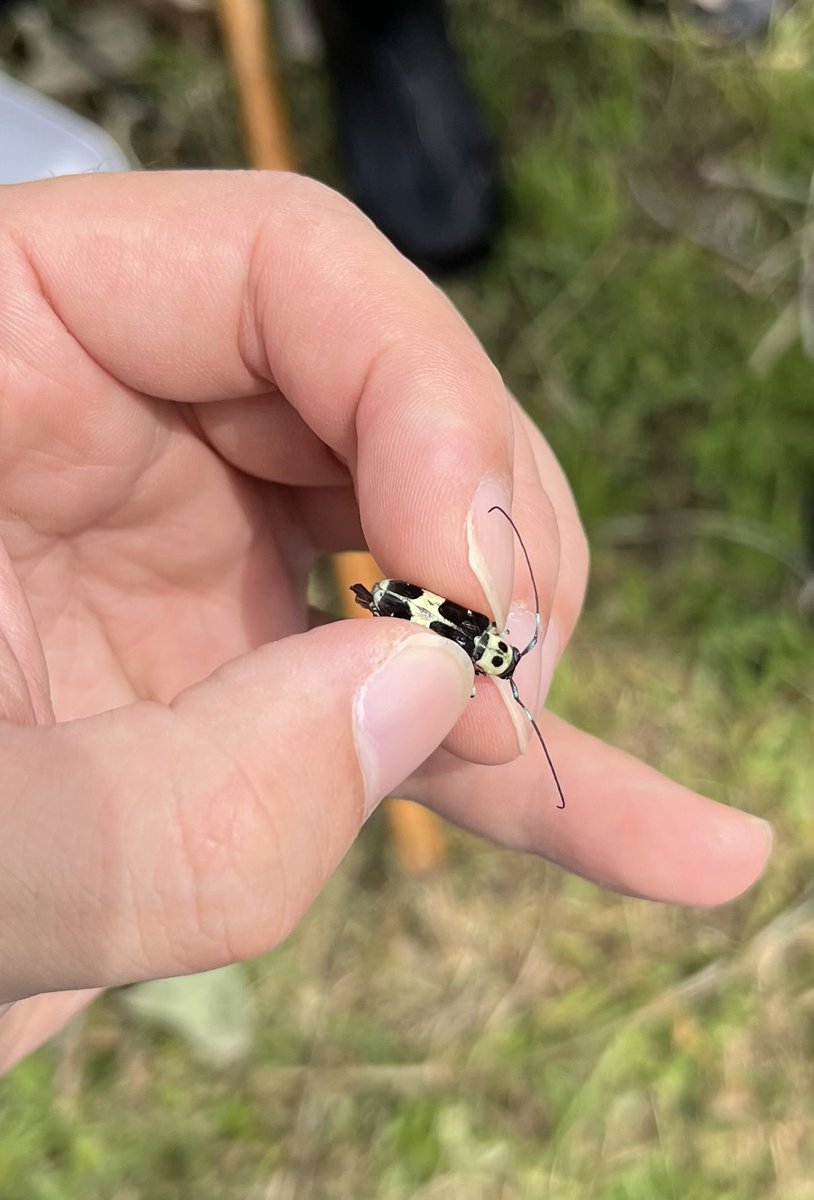 422yu_ki's tweet photo. 昨日は用水路や川の生き物観察してた
ラミーカミキリもいた。なんか最近コイツと縁があるな。 https://t.co/kQ9GDnvHXd