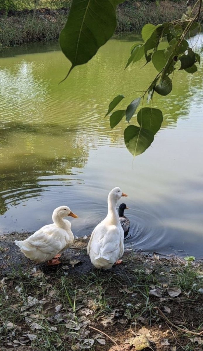 Hafafg12's tweet photo. صباح النّور لباعِثيه
للذين مَ سئِموا الإشراق
في غُمرةِ العتمه 🤍🕊️

#صباح_الخير_والسعادة_للجميع https://t.co/STlIEaWLHS