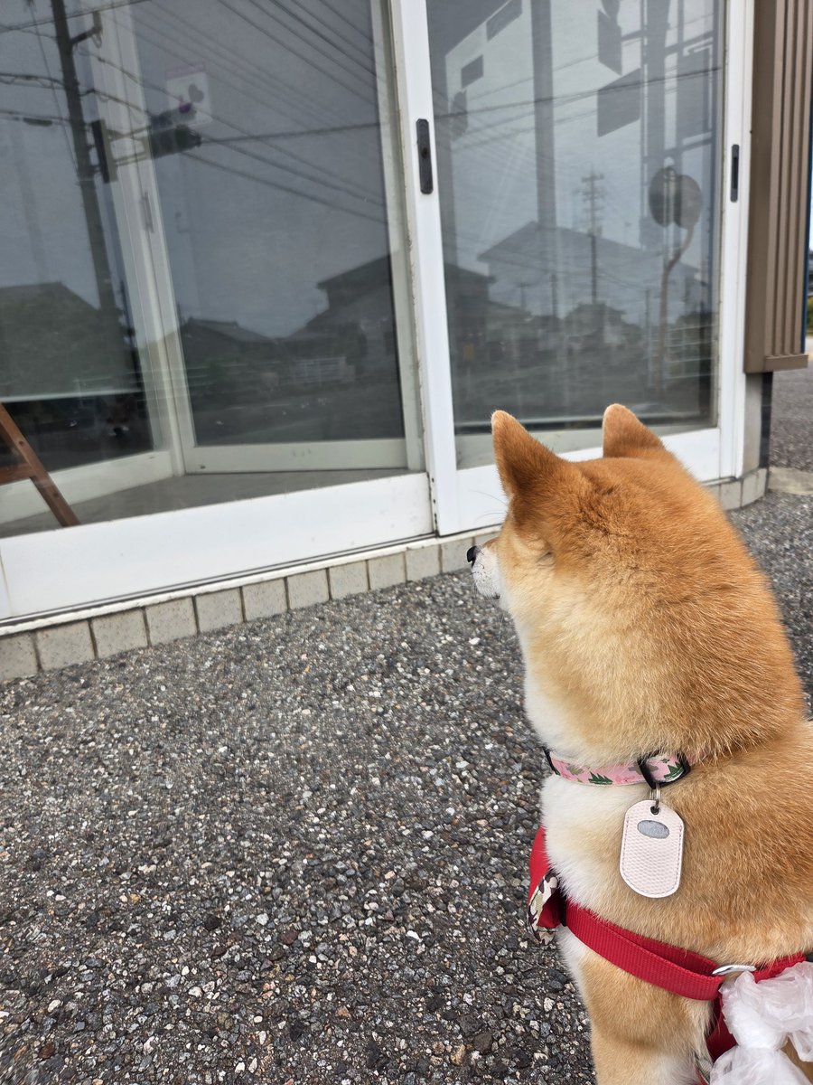 daiya_0807's tweet photo. 大輝が来るの待ってる時にガラス戸に自分が写ってるの見てる冴夢
遠くで👵🏼も気づいて笑ってた😆
ガラスにうつる俺に見とれたの？🤔 https://t.co/2jJj3pDrQ5