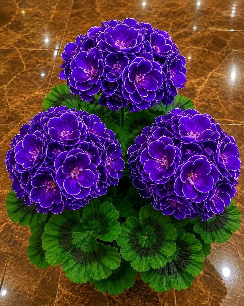 mshafqat72's tweet photo. Geranium flowers, little bursts of colour that brighten gardens and hearts.
With their delicate petals and cheerful blooms, they remind us that beauty often grows quietly in the simplest moments of nature. ✨
#Geranium #Flowers #Nature #Garden #Beauty https://t.co/I0pwf2cH3R