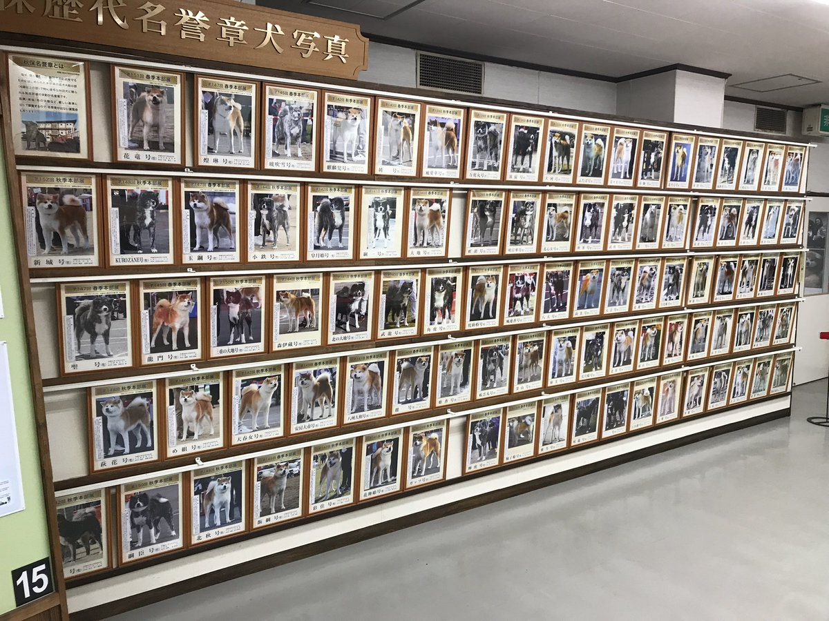 _bumpo's tweet photo. 秋田犬会館かなりヤバかったです https://t.co/ANlQuj1kfg