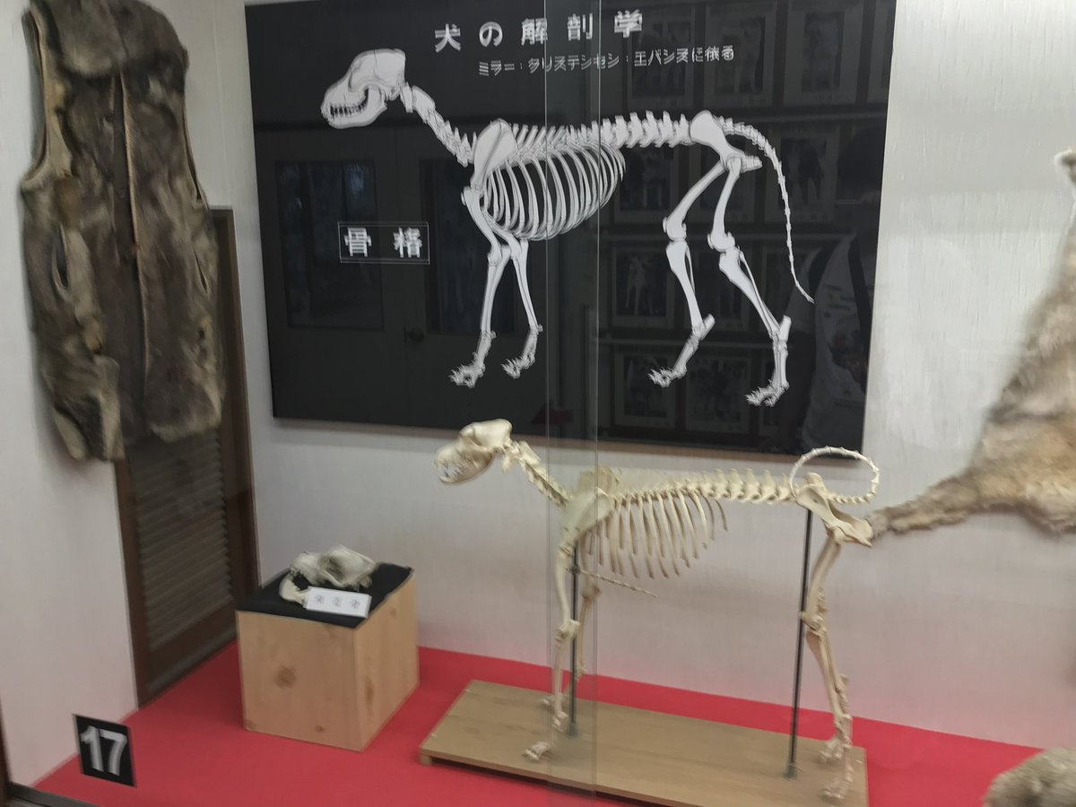 _bumpo's tweet photo. 秋田犬会館かなりヤバかったです https://t.co/ANlQuj1kfg