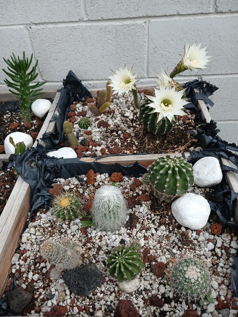 JulzMedina's tweet photo. Le salieron brazos a mi planta. https://t.co/TzJyree50J