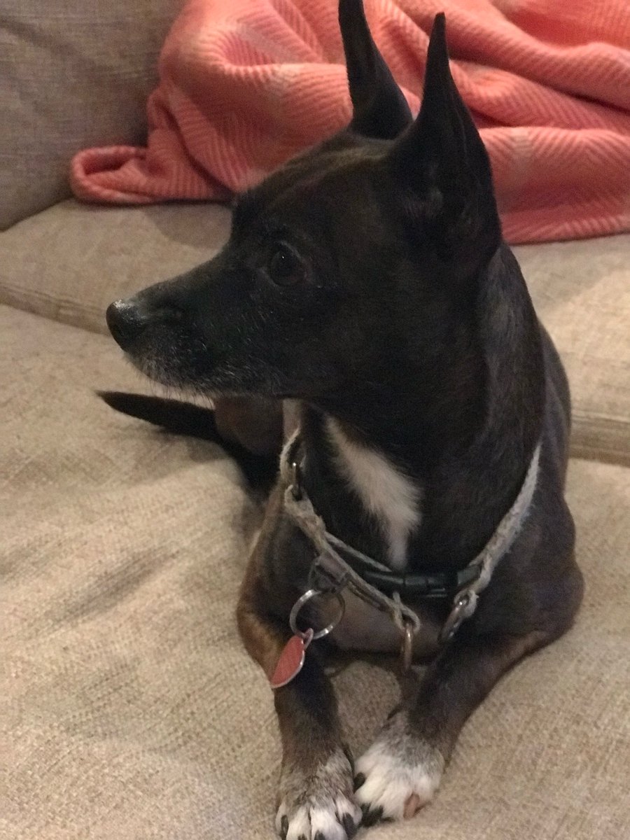 ABeckAtlanta's tweet photo. @deaflibertarian So much like our Finley…she could read signs but could find snacks at Petsmart that all other dogs had missed. https://t.co/6Btdypd3ms