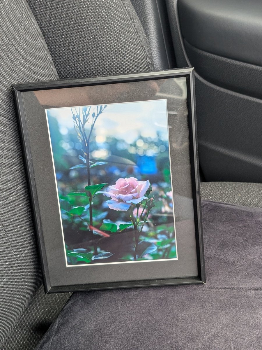pentadk1's tweet photo. 今年撮影した1番お気に入りの薔薇の写真を母ちゃんの病室に飾ろうかと思います✨ https://t.co/qi0qcL9HT6