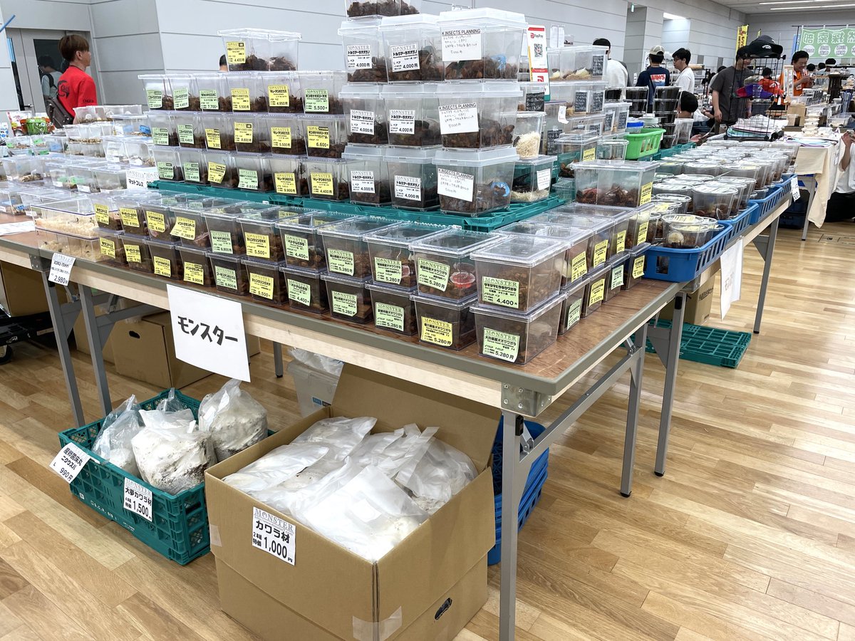 MgU2kJIxge44L39's tweet photo. 始まります！
浜松町へGO‼️
#SB #クワガタ #カブトムシ https://t.co/8PDFln8mf9