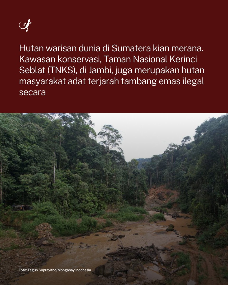 MongabayID's tweet photo. Investigasi Mongabay menemukan aktivitas tambang emas ilegal masih berlangsung di jantung Taman Nasional Kerinci Seblat (TNKS), kawasan konservasi yang juga berstatus Situs Warisan Dunia UNESCO. https://t.co/QcGSxrwD60