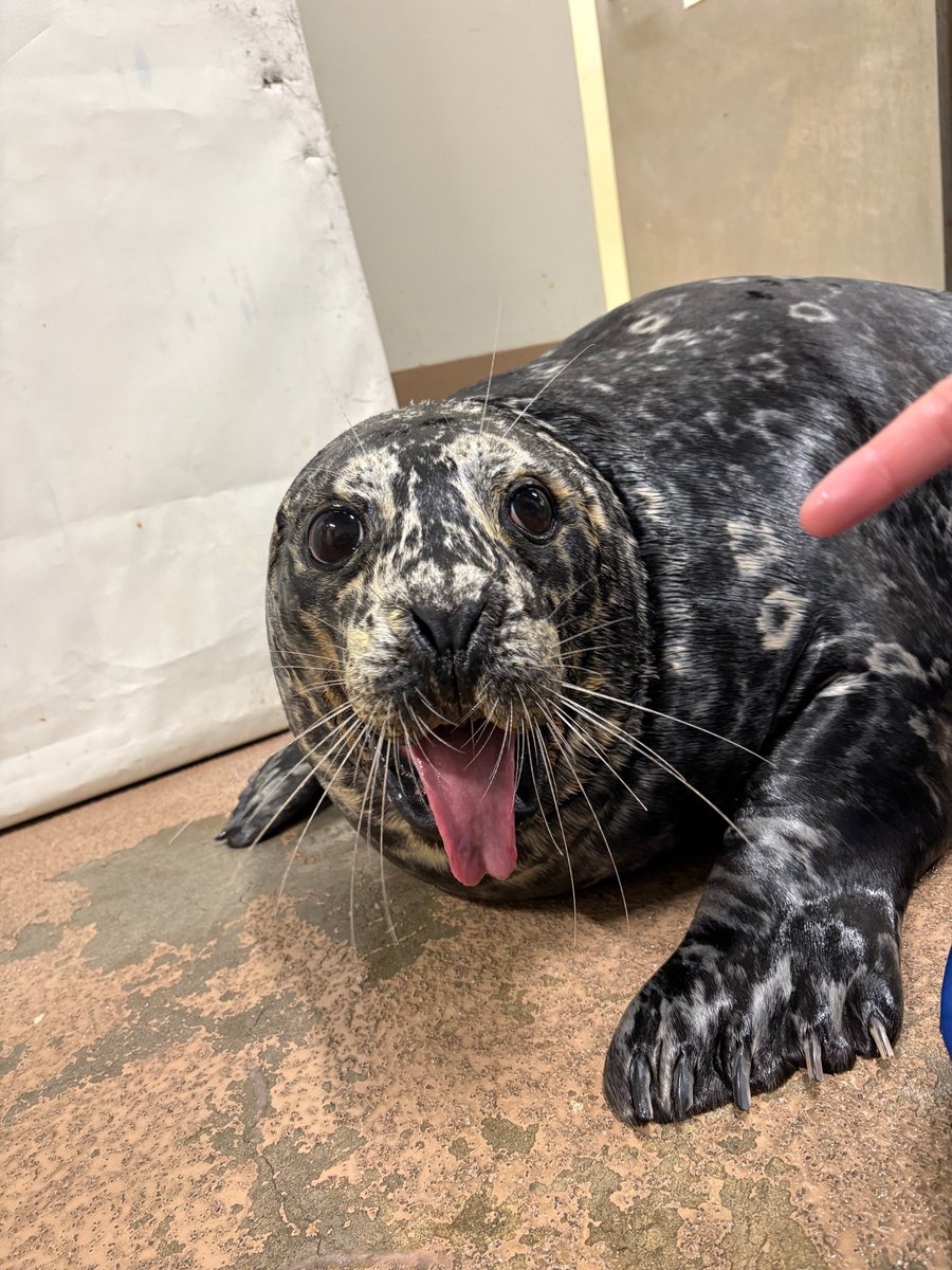 青森県営浅虫水族館【公式】 tweet media