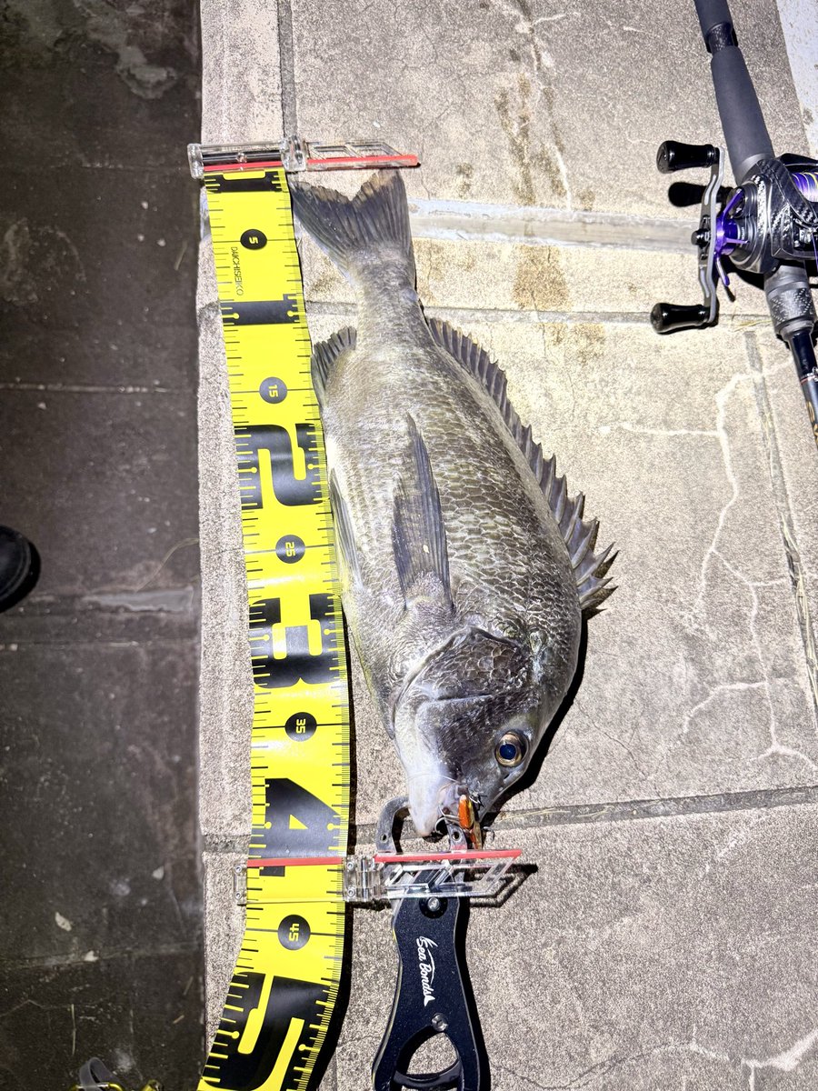 fishkazuking's tweet photo. 無事獲れた！！
シーバスさんはどちらへ、、、
#daiwa
#tenryu
#swat https://t.co/ri0XDBgjtJ