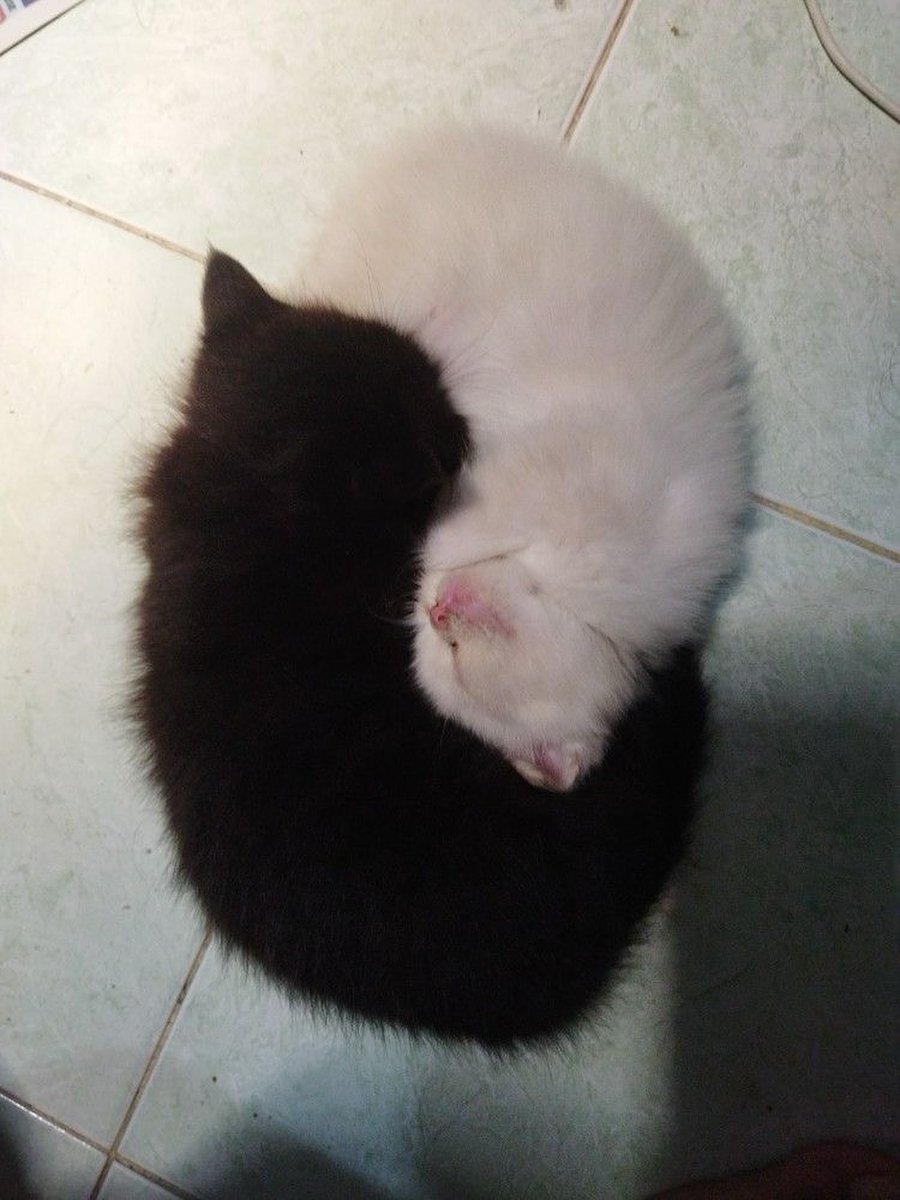 catsworldaura's tweet photo. https://t.co/O2sgROQiSa