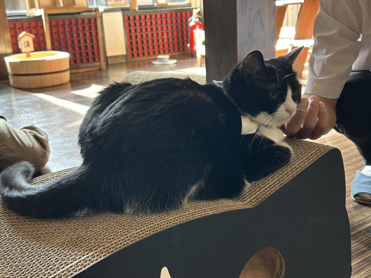 wasa_bi_2's tweet photo. 今回は、猫ちゃんがいる宿へ泊まりに行ってきました。猫ちゃんがいる時間帯がきまってるので、この間より触らせてくれました。めっちゃ可愛かったです！
#かんなわゆの香
＃猫ちゃん
＃保護猫 https://t.co/OHObQfasSH