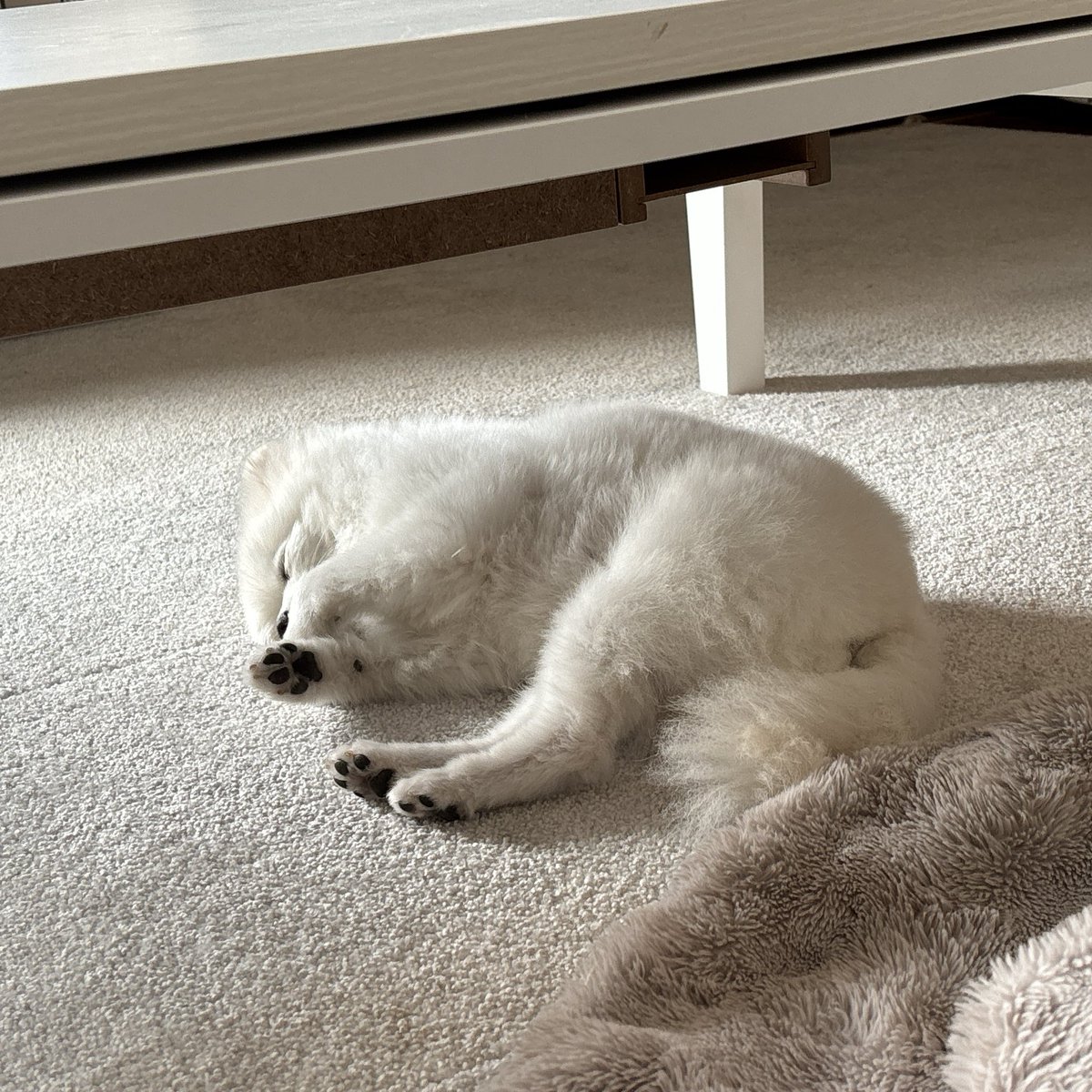 yupepom's tweet photo. いぬがおちてる https://t.co/d41XWQxso3