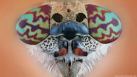 AlGa_'s tweet photo. Millones de especies desconocidas. https://t.co/Q2Zi7YAA3K https://t.co/upxJtFUDJ0
