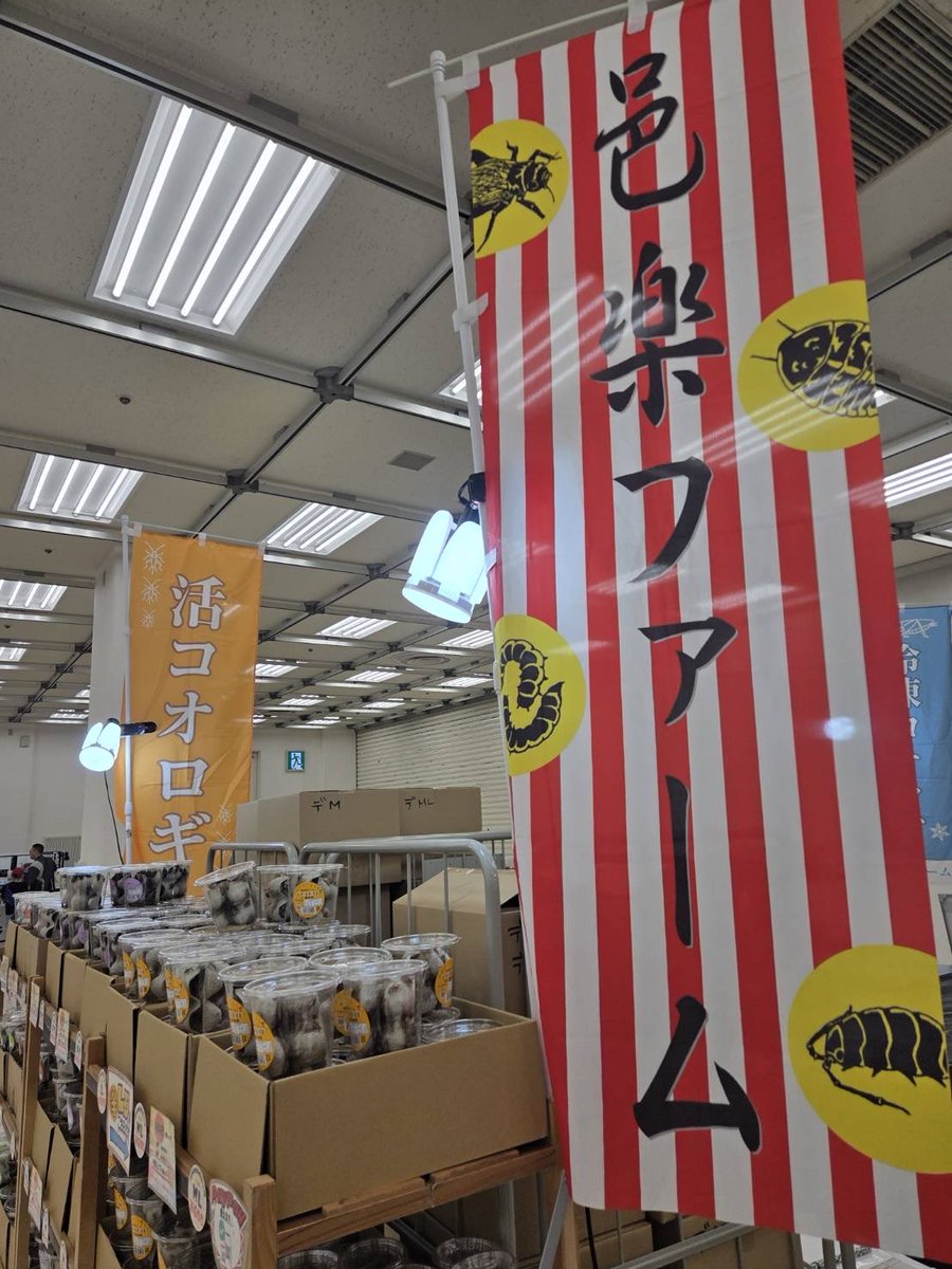 aurafarm1273's tweet photo. 東レプ　２日目
昨日はたくさんのご来場とお買い求めありがとうございます🥹
邑楽ファームは紅白の旗が目印
大人気ペーパーサンド
マウスもたくさんあります。
暑い日でも安心保冷剤セット有り🧊
取り置きもできるので購入後もゆっくり回れます��
#東京レプタイルズワールド https://t.co/oILU0haQGE